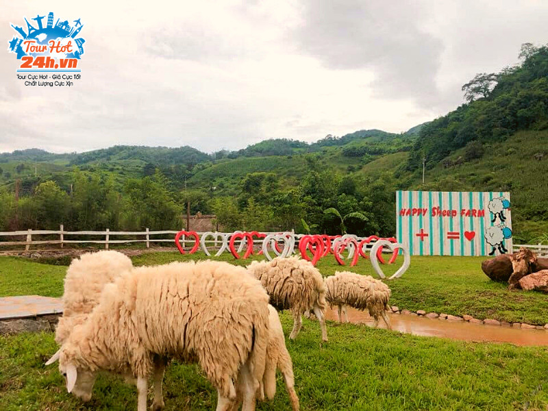 Đàn cừu hiền lành giữa đồng cỏ xanh tại Vườn hoa Happy Land Mộc Châu