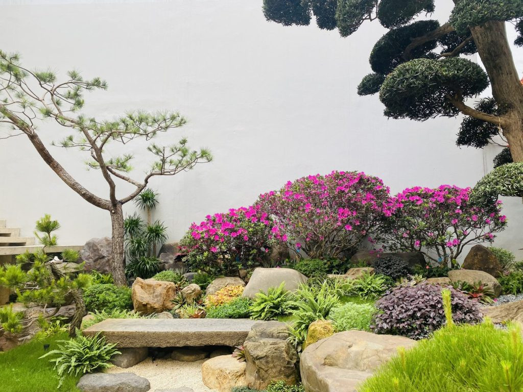 Đỗ Quyên rực rỡ sắc xuân, điểm tô cảnh quan sân vườn