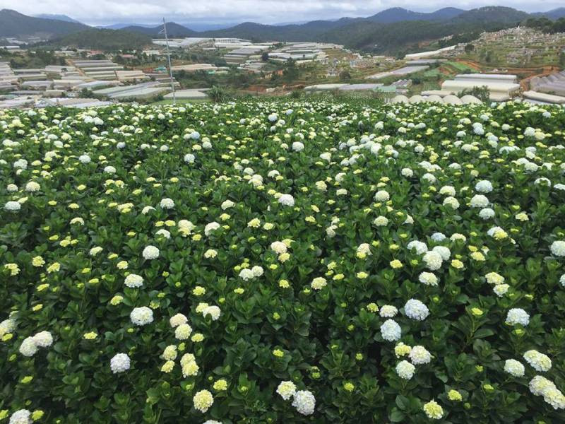 Đồi hoa Cẩm Tú Cầu Đà Lạt