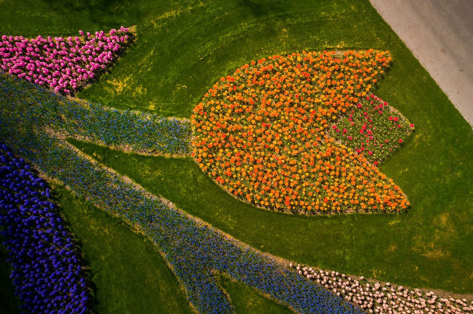 Dòng sông hoa tulip uốn lượn đa sắc màu tại Keukenhof
