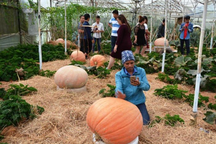 Khám phá Vườn Bí Ngô Khổng Lồ Đà Lạt, nơi trưng bày những trái bí ngô ấn tượng và nhiều loại rau quả độc đáo.
