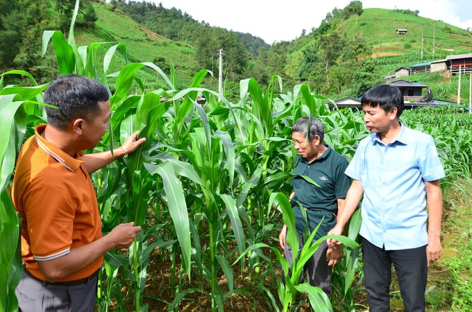 Mô hình nông nghiệp bền vững góp phần bảo vệ môi trường nước cho thủy sản, hình ảnh cánh đồng ngô tại Mù Cang Chải minh họa tầm quan trọng của hệ sinh thái nông nghiệp đối với CÔNG TY TNHH THƯƠNG MẠI THỦY SẢN NGUYỄN CHI.