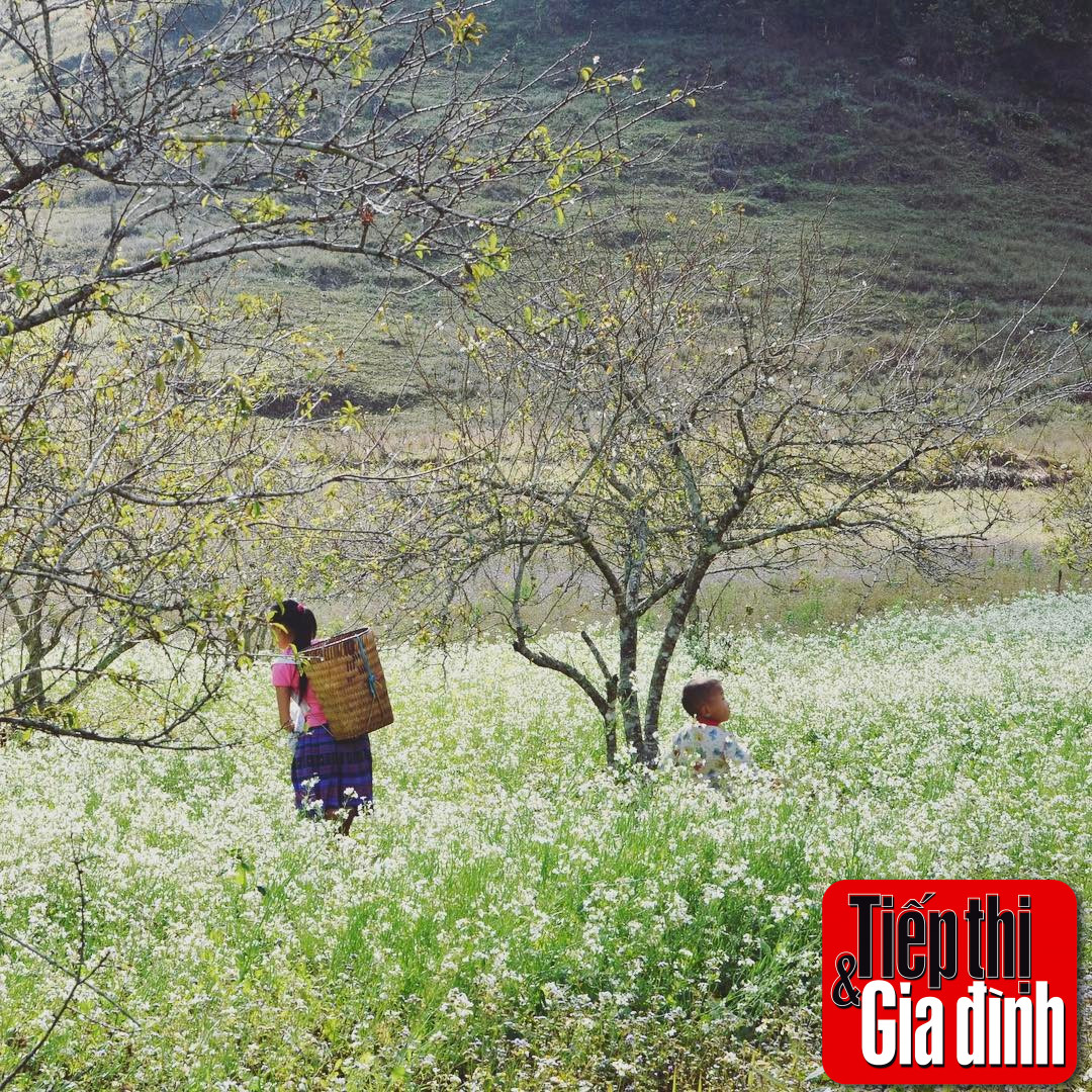 Du khách chụp ảnh giữa khung cảnh nên thơ, lãng mạn của vườn hoa cải trắng Mộc Châu
