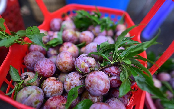 Du khách đang chọn mua mận tam hoa Bắc Hà tại chợ phiên, cố gắng chọn những quả to và mọng nước