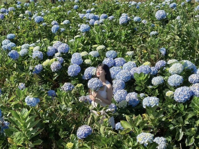 Du khách dạo bước giữa những hàng hoa cẩm tú cầu tại The Florest, tận hưởng không gian yên bình và vẻ đẹp thiên nhiên.