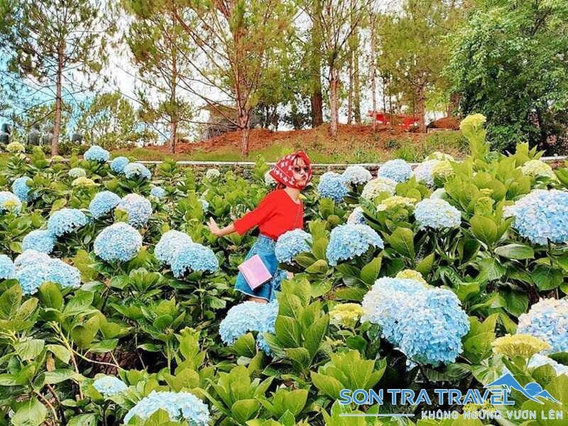 Du khách lưu lại khoảnh khắc đẹp tại vườn hoa cẩm tú cầu Đà Lạt