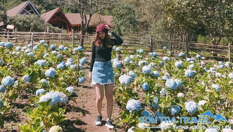 Du khách tản bộ trên đường mòn giữa vườn hoa cẩm tú cầu Đà Lạt