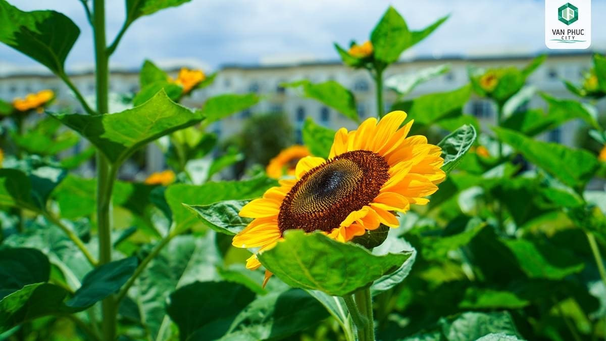 Du khách tạo dáng chụp ảnh tại vườn hoa hướng dương, với những bông hoa vàng rực làm nền