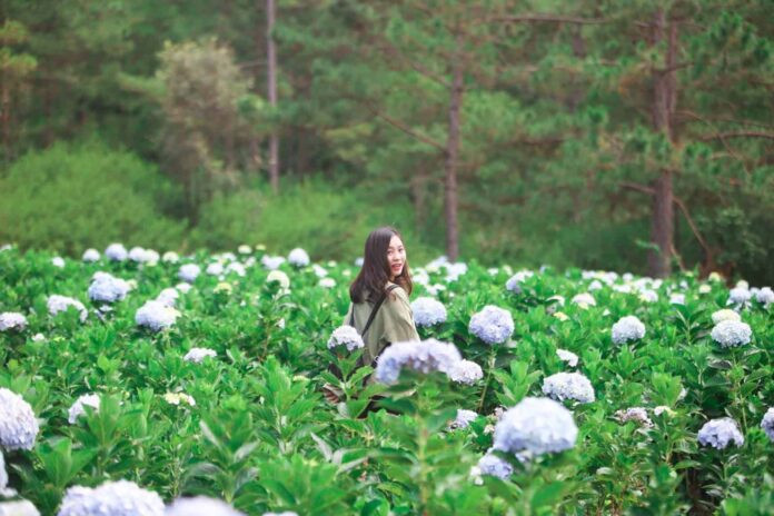 Du khách tham quan và chụp ảnh dưới tán rừng thông tại Vườn hoa cẩm tú cầu Thung lũng Tình Yêu.