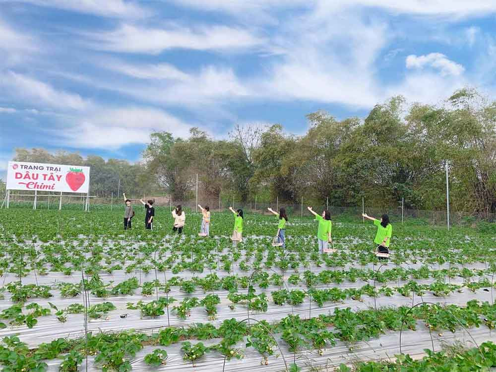 Du khách trải nghiệm hái dâu tây tươi ngon tại vườn Chimi Farm