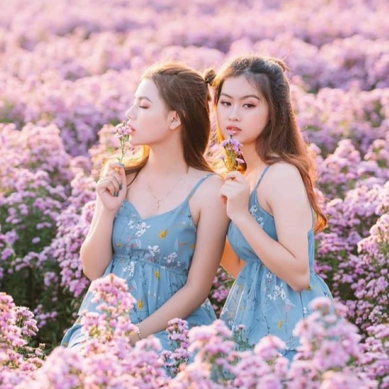 Du khách trẻ check-in giữa những luống hoa thạch thảo tím ngập tràn tại vườn Vũng Tàu