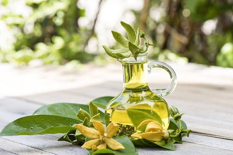 Dụng cụ và quy trình chưng cất tinh dầu hoa ngọc lan đơn giản từ vườn nhà