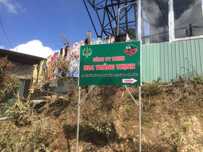 Đường đi vườn dâu tây Hoa Thái Thịnh