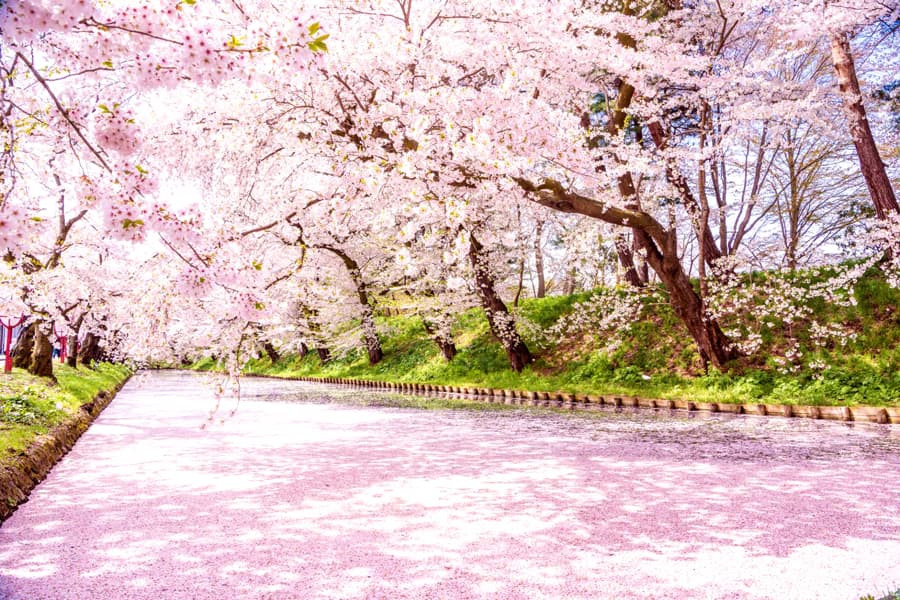 Đường hầm hoa anh đào thơ mộng dọc hào nước ở Công viên Hirosaki, một vườn hoa anh đào Nhật Bản nổi tiếng