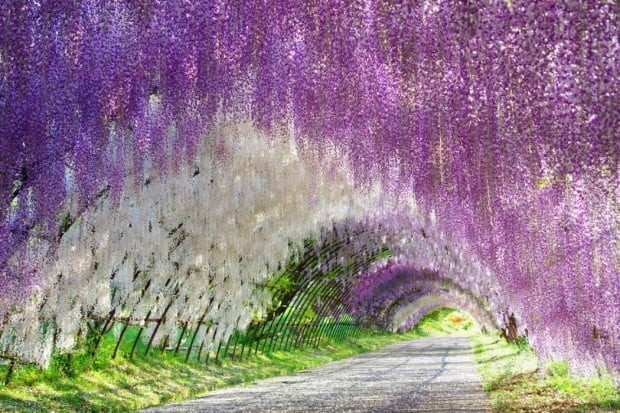 Đường hầm hoa tử đằng nhiều màu sắc tại Kawachi Fujien.