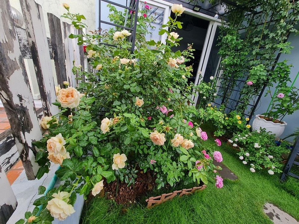 Giá thể giàu dinh dưỡng là chìa khóa cho sự phát triển mạnh mẽ của hoa hồng trên sân thượng