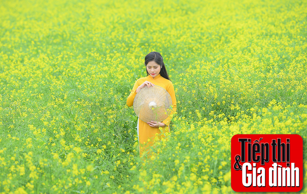 Giá vé vào cửa phải chăng tại cánh đồng hoa cải vàng, điểm đến lý tưởng cho mọi người