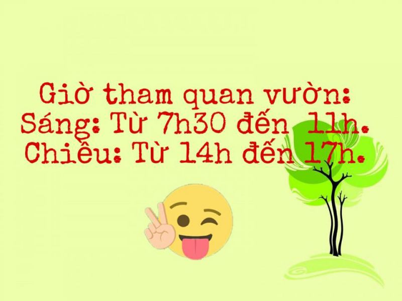 Giờ mở cửa tham quan vườn dâu Hoa Thắng Thịnh