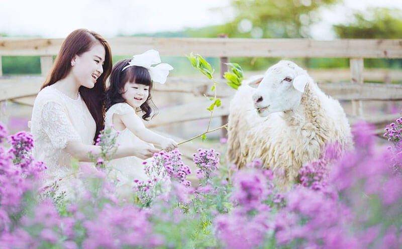 Góc chụp với nhà gỗ và thảm hoa rực rỡ tại Thảo nguyên hoa Long Biên