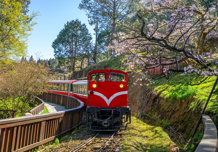 Núi Alishan, điểm đến gần Đài Nam nổi tiếng