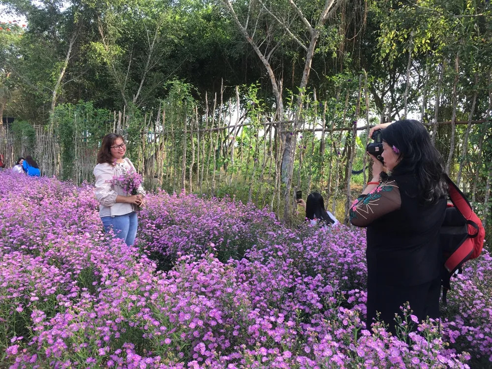 Hai cô gái đang lưu giữ những tấm hình đẹp với hoa thạch thảo trong vườn hoa ở Cần Thơ