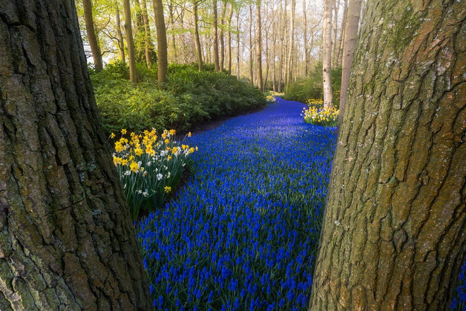 Hàng hoa tulip đỏ và vàng tuyệt đẹp xếp thẳng hàng tại Keukenhof