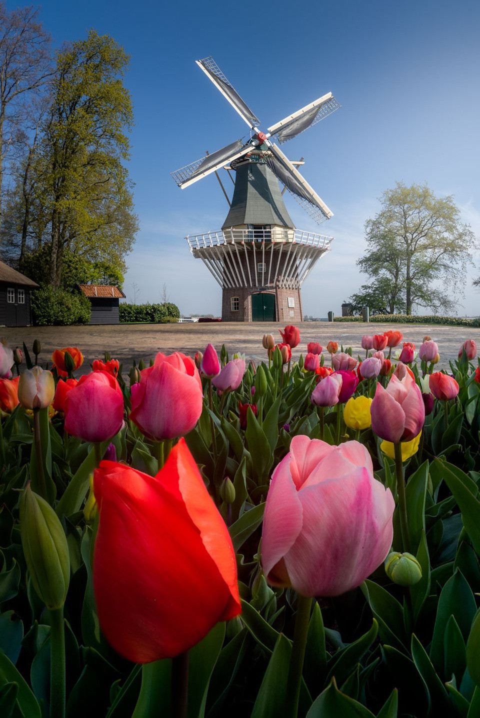 Hàng trăm bông hoa tulip đỏ và vàng khoe sắc thắm