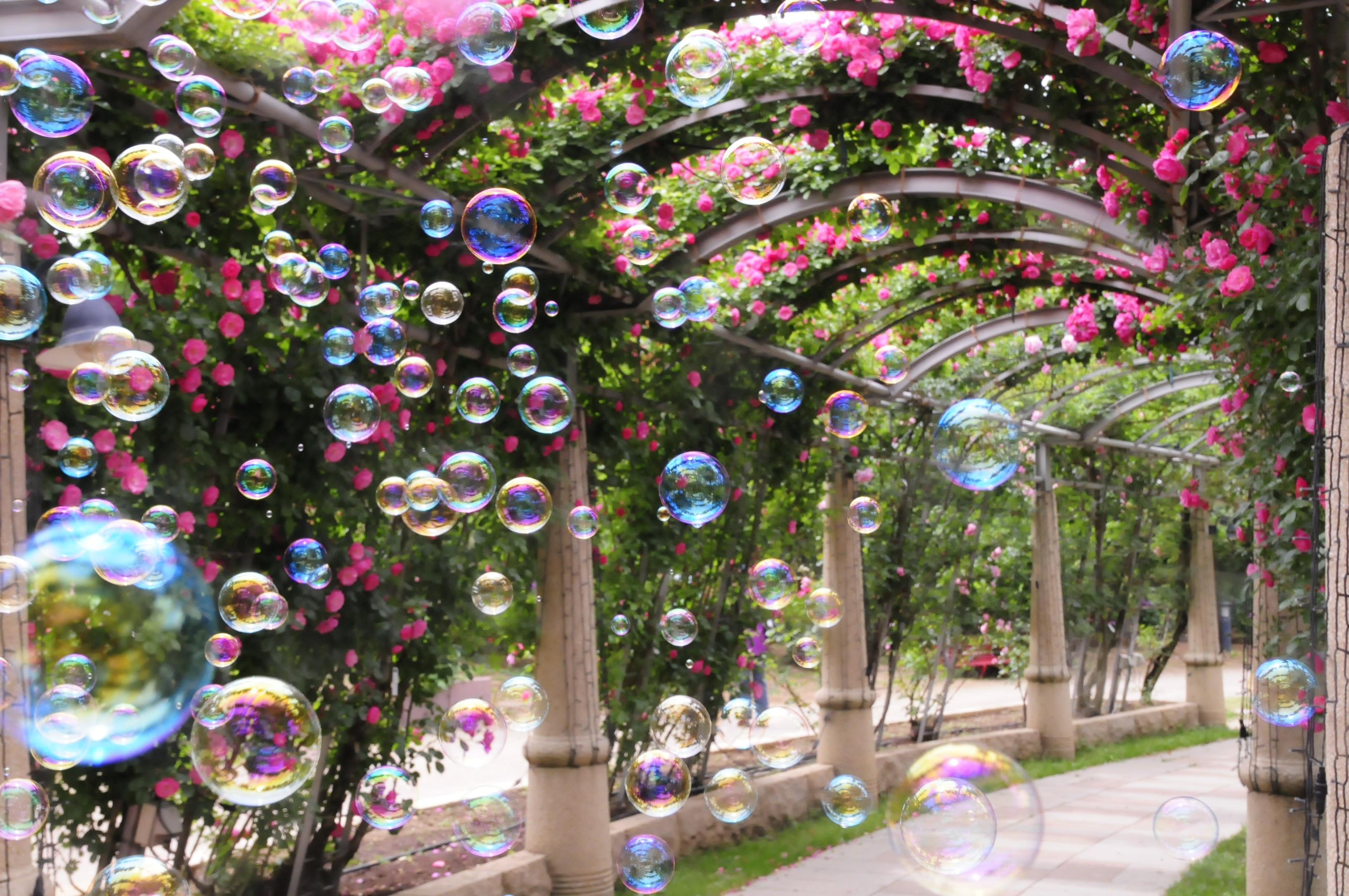 Hành lang hoa hồng dài nhất Nhật Bản tại Làng Heidi Yamanashi