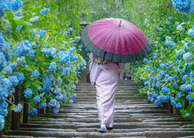Hãy ngắm nhìn hoa cẩm tú cầu đầy màu sắc trên hình ảnh này, chúng mang đến một thế giới hoa đầy sắc màu và thơm ngát.