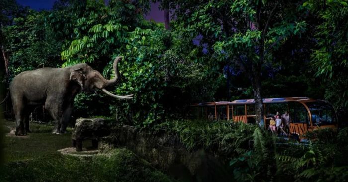 Night Safari Singapore với chuyến xe điện khám phá cuộc sống động vật về đêm