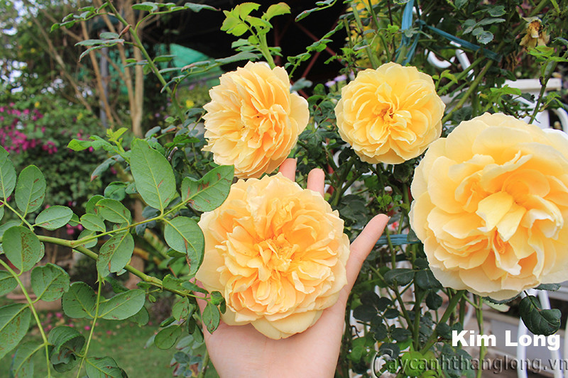 Hình ảnh cận cảnh hoa hồng Kim Long