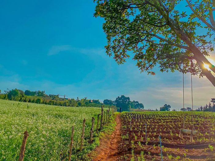 Hình ảnh đường đi và bảng hiệu dẫn vào vườn hoa cải Kimi Farm Đà Lạt