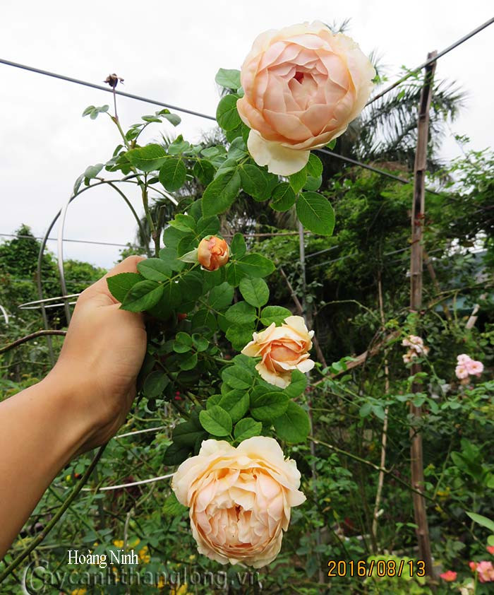 Hình ảnh khách tham quan tại trang trại