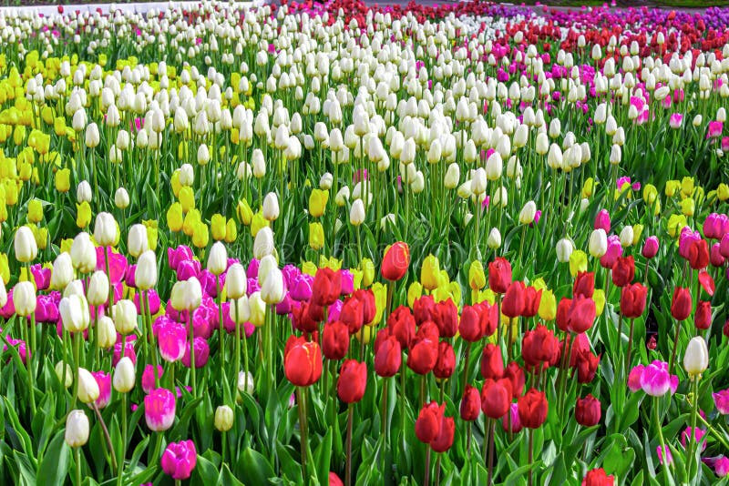 Hình nền máy tính vườn hoa tulip trắng tím rực rỡ, mang đến vẻ đẹp tinh tế cho màn hình desktop.