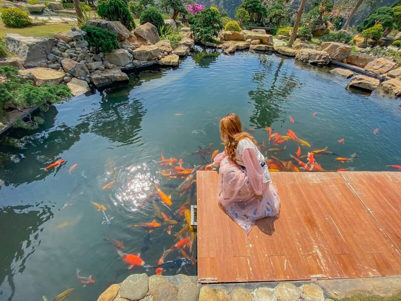 Hồ cá Koi lãng mạn trong không gian xanh của Vườn hoa Nhật Bản Đà Lạt