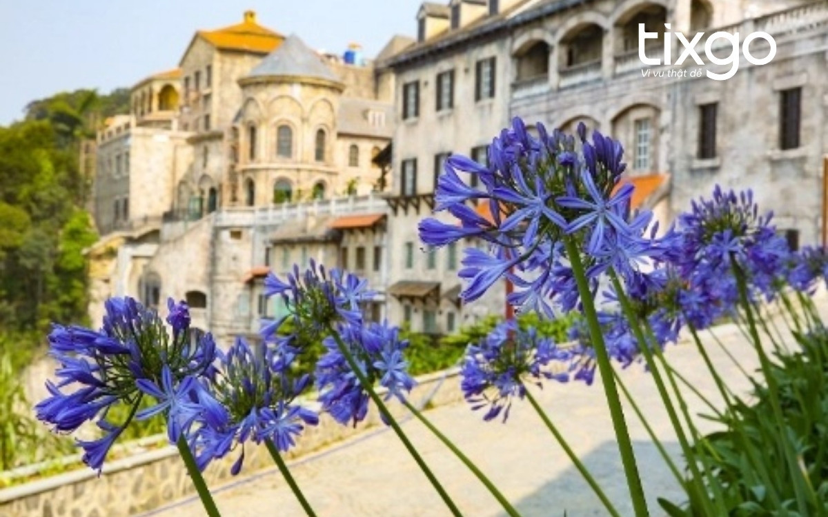 Hoa Arapang (Thanh Anh) ở vườn hoa Le Jardin D’Amour, với sắc tím dịu dàng