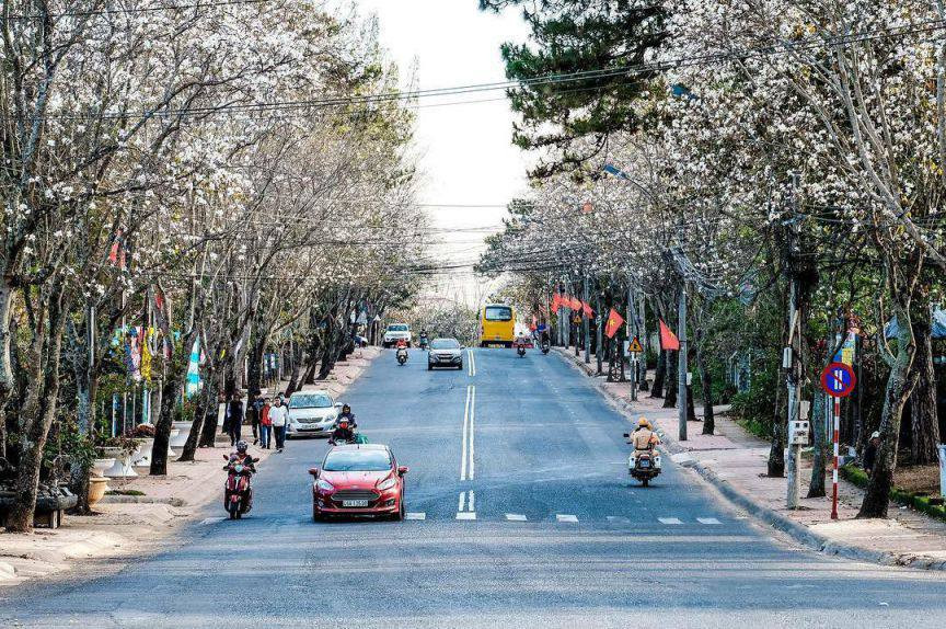 Hoa ban trắng khoe sắc tại các vườn hoa Đà Lạt