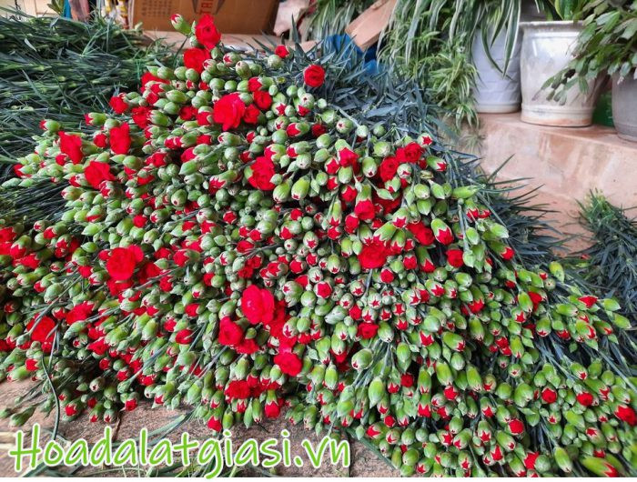 Hoa cẩm chướng rực rỡ dưới ánh nắng Đà Lạt