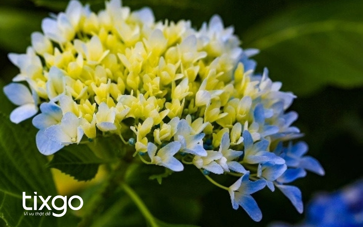 Hoa cẩm tú cầu đẹp kiêu sa trong vườn hoa Bà Nà Hills Le Jardin D’Amour