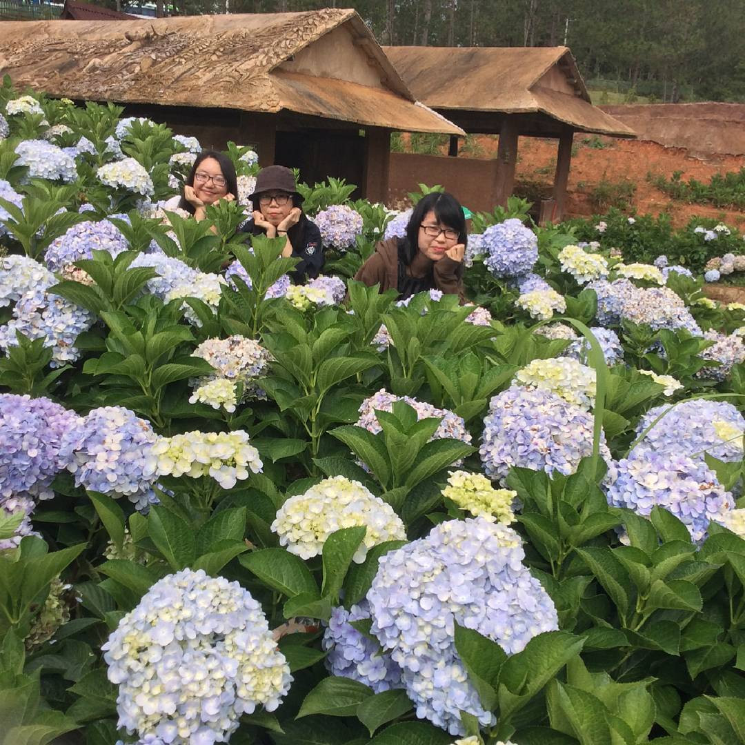 Hoa cẩm tú cầu ở làng Đất Sét