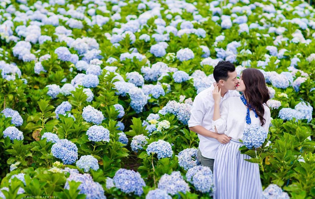 Hoa cẩm tú cầu ở Thung lũng tình yêu