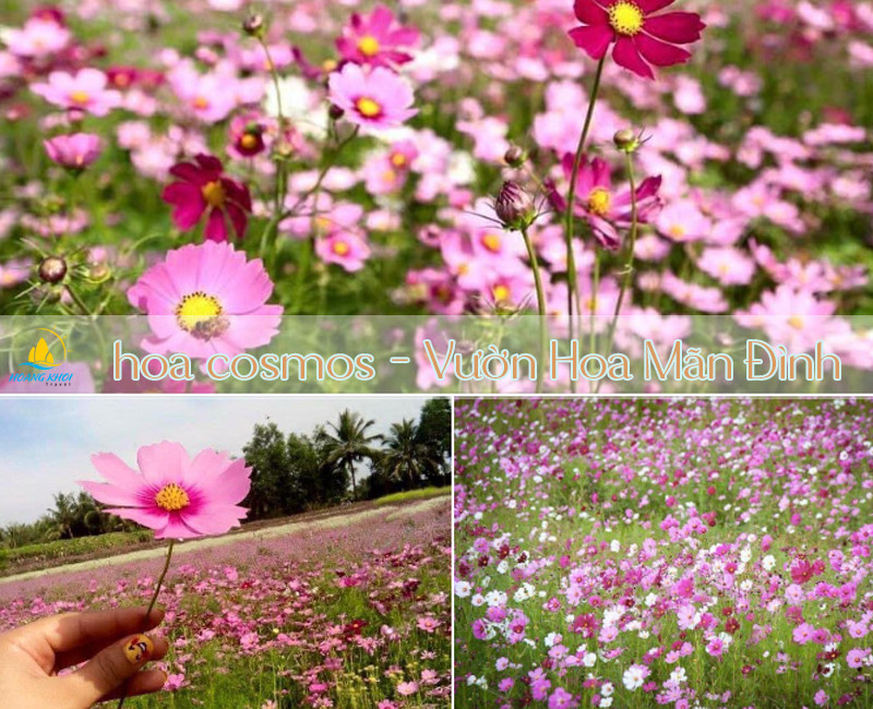 Hoa cánh bướm (Cosmos) lung linh khoe sắc tại Vườn hoa Mỹ Tho Tiền Giang