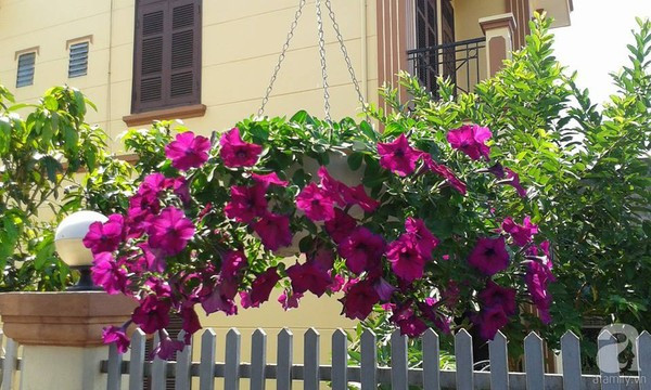 Hoa dạ yến thảo được trồng trong giỏ và treo trên ban công, tạo nên vẻ đẹp mềm mại cho vườn hoa ở Quảng Ninh