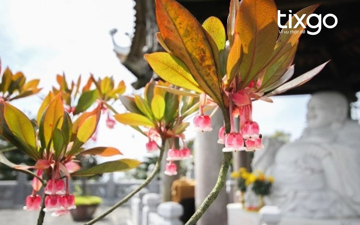 Hoa Đào Chuông tại Vườn hoa Bà Nà Hills - Le Jardin D’Amour, biểu tượng may mắn