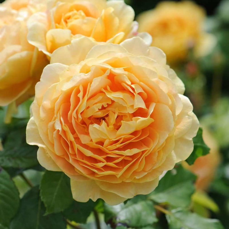 Hoa hồng Golden Celebration với màu vàng rực rỡ, cánh hoa lớn