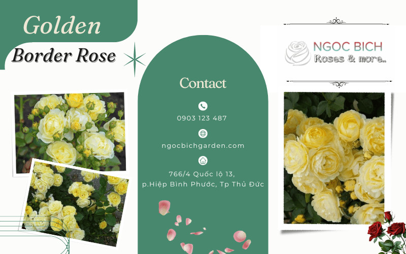 Hoa hồng Golden Border Rose màu vàng viền trắng hồng