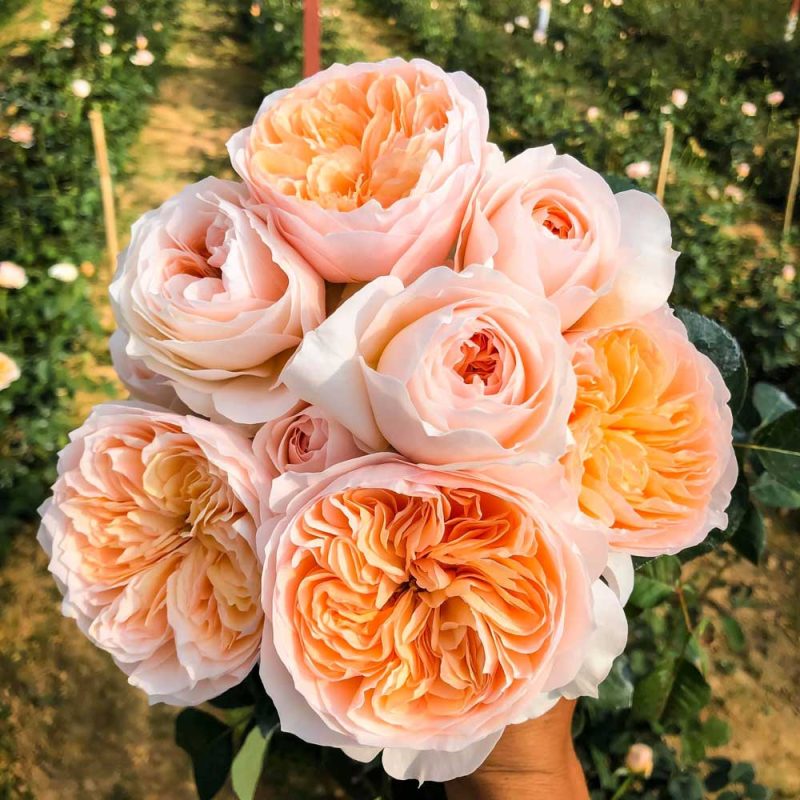 Hoa hồng Juliet với màu cam đào nhẹ nhàng, cánh hoa tinh tế