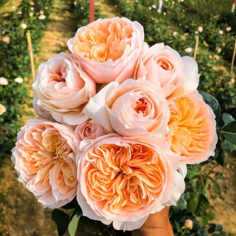 Hoa hồng Juliet với màu cam đào nhẹ nhàng, cánh hoa tinh tế