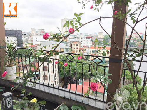 Hoa hồng khoe sắc rực rỡ dù vào mùa hè, tô điểm cho vườn hoa sân thượng gần Hồ Tây thêm phần sinh động.