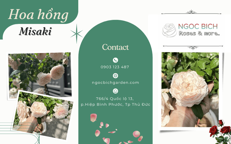 Hoa hồng Misaki màu hồng phấn nhẹ nhàng